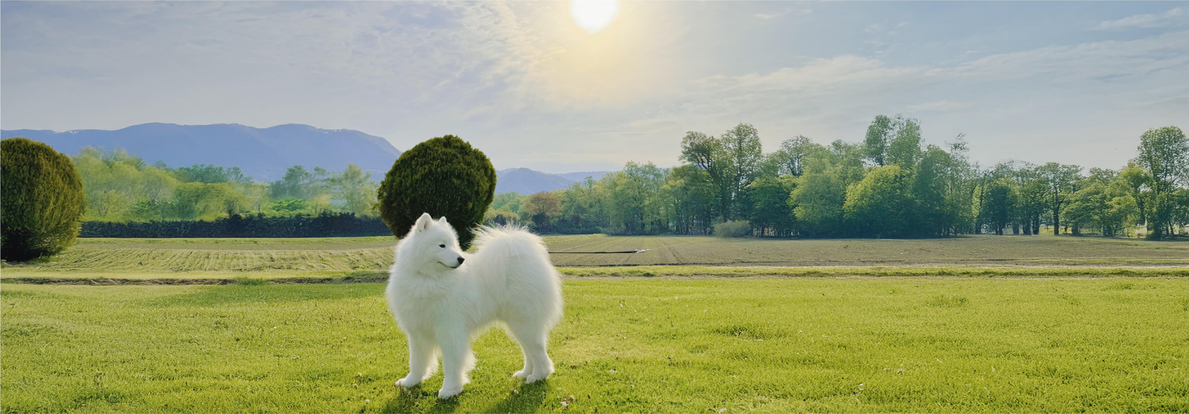 Snow Paw's Land メインビジュアル2