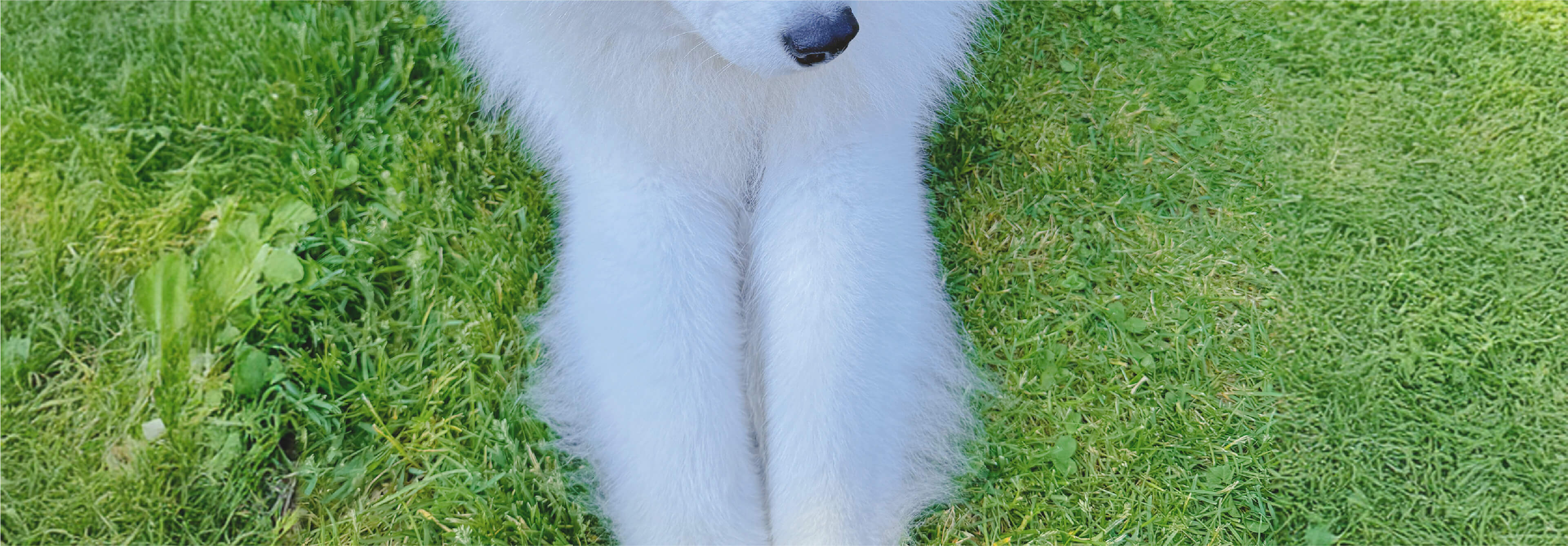 Snow Paw's Land メインビジュアル3