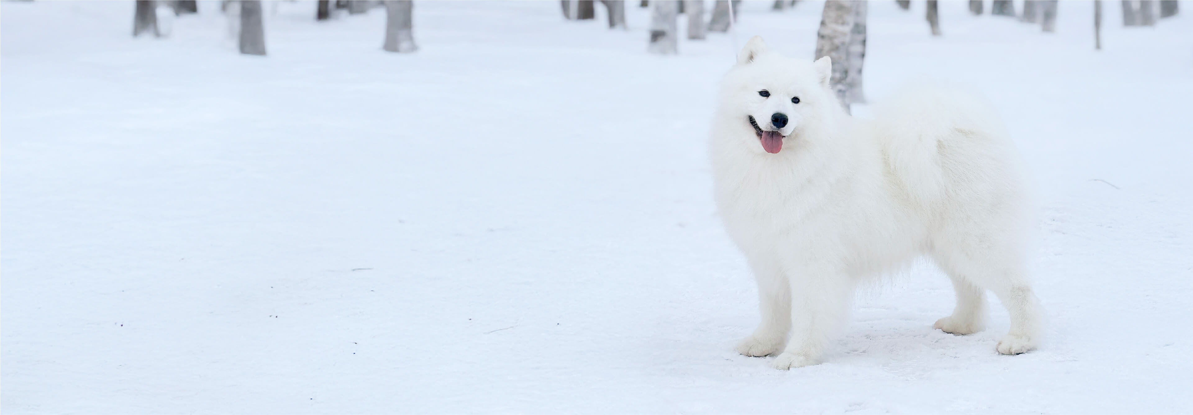 Snow Paw's Land メインビジュアル4