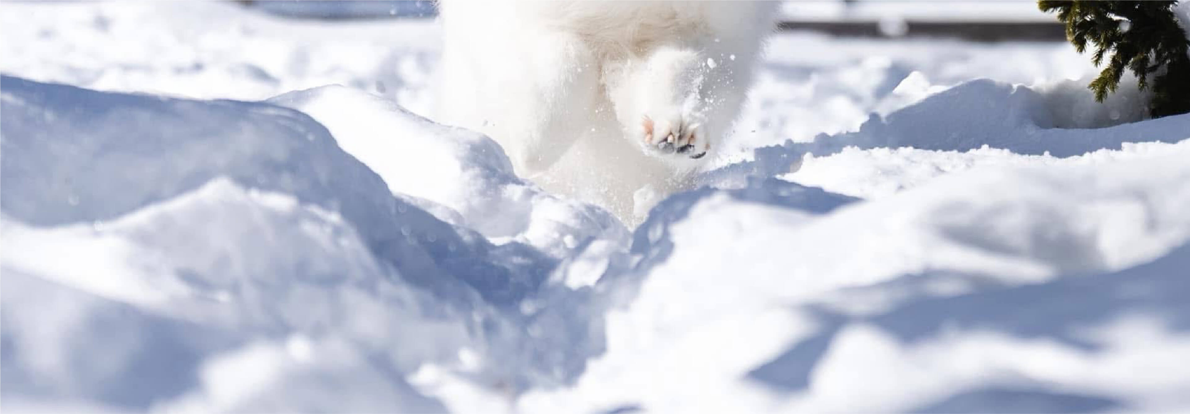 Snow Paw's Land メインビジュアル5